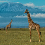 Amboseli National Park