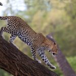 Samburu National Reserve