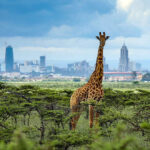 Nairobi National Park